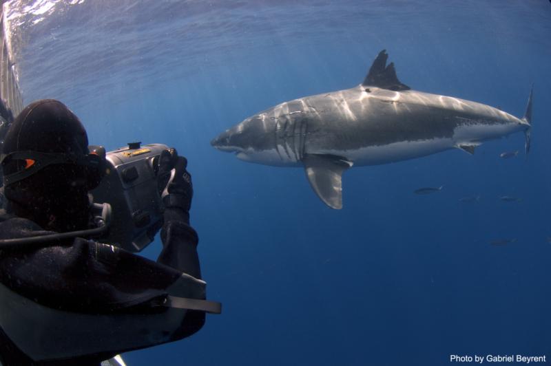 RTSea filiming white sharks1