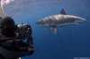 RTSea filiming white sharks1