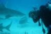 RTSea filming tiger sharks