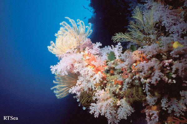 Great White Wall, Fiji - RTSea