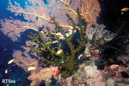 Coral Reef, Fiji - RTSea Productions