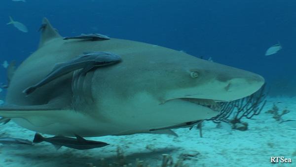 Lemon Shark - RTSea Productions