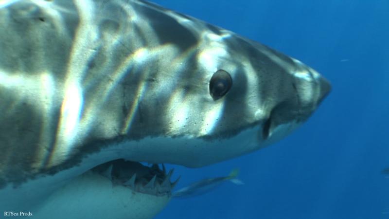 Great White Shark - RTSea Productions