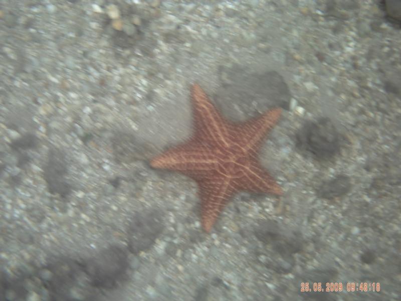 star fish, big one!