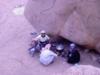 preparing lunch with some beduine friends up in the mountains of Sinai,,, 1700 m high