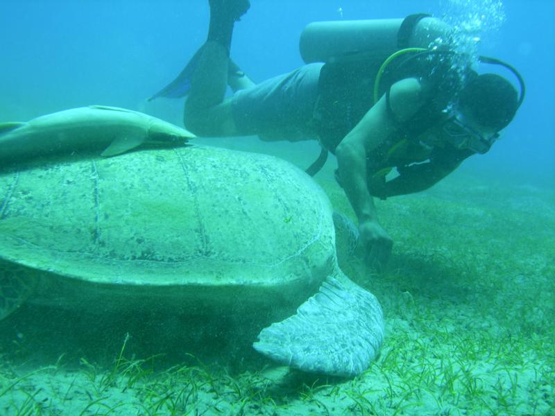 Abu Dabab, deep south, Egypt... hey ... you should seemy turtle friend, she’s ammazing