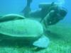 Abu Dabab, deep south, Egypt... hey ... you should seemy turtle friend, she’s ammazing