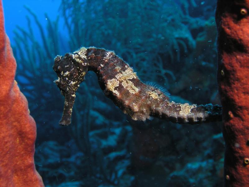 Sea Horse  Kline Bonaire