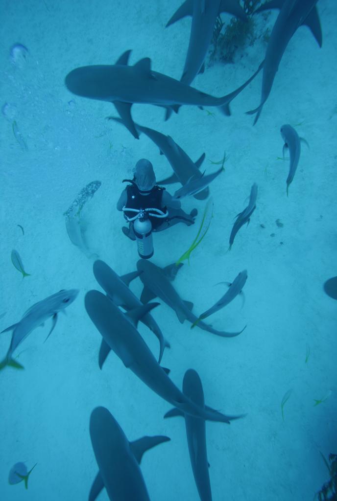 Awesome Shark Dive!