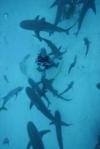 Awesome Shark Dive! - anjdiver