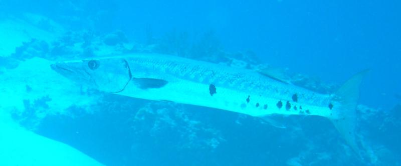 cozumel