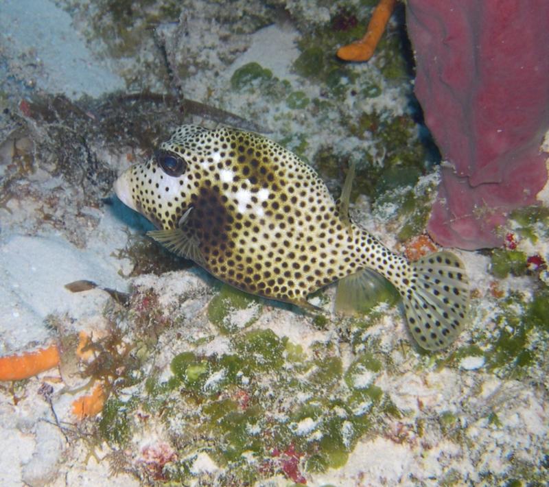 cozumel