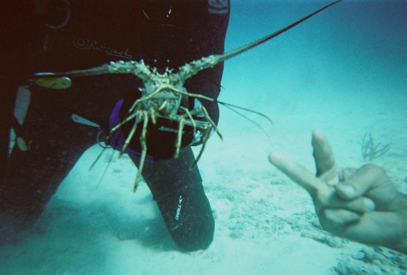 Key Largo Crab (Lobster)