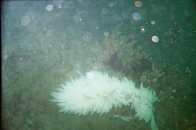 Squid eggs