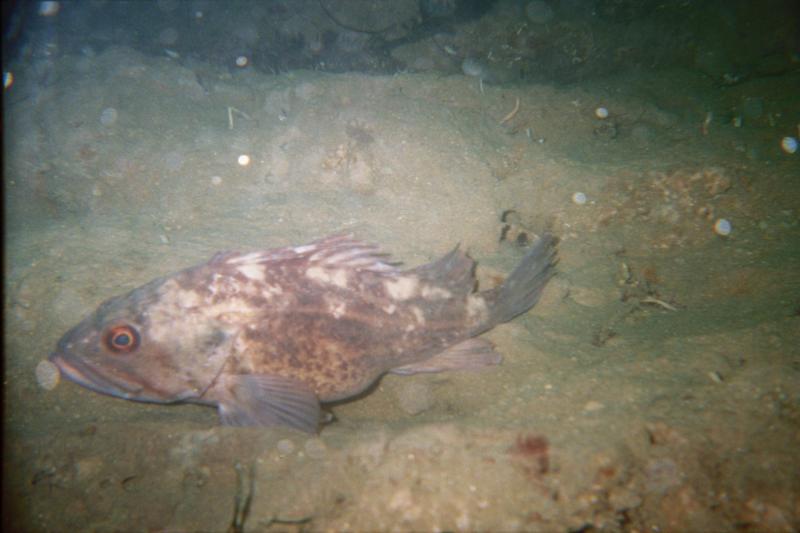 brown rock fish (I think)