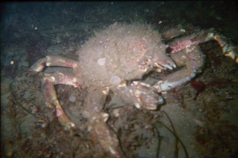 sheep crab