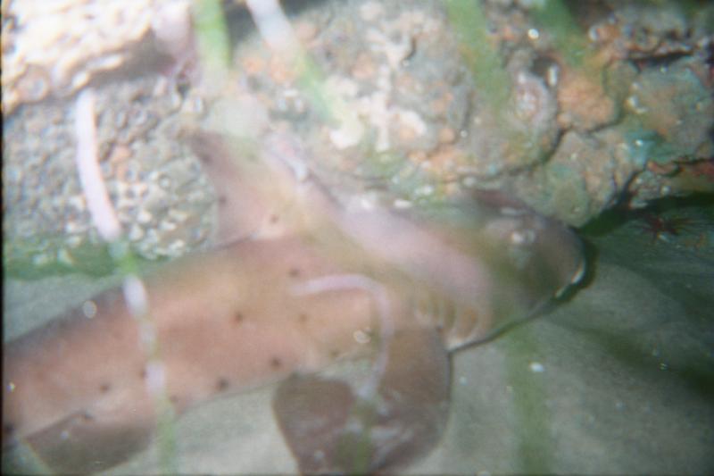 resting horn shark