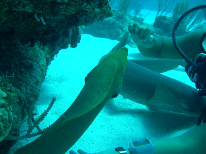 Green Moray Belize