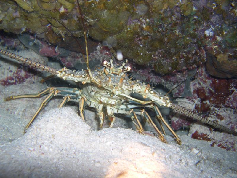 Lobster at night Belize