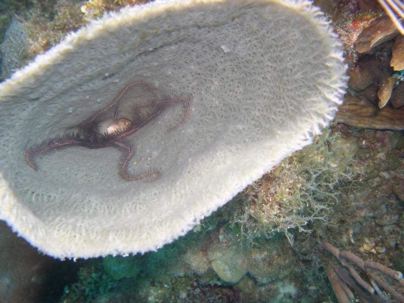 brittle star in sponge