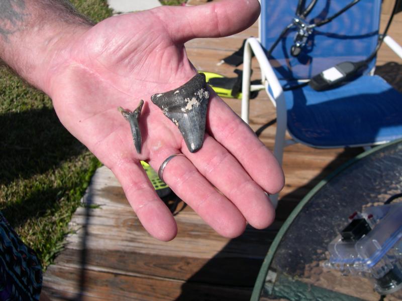 Found off Venice FL 2009