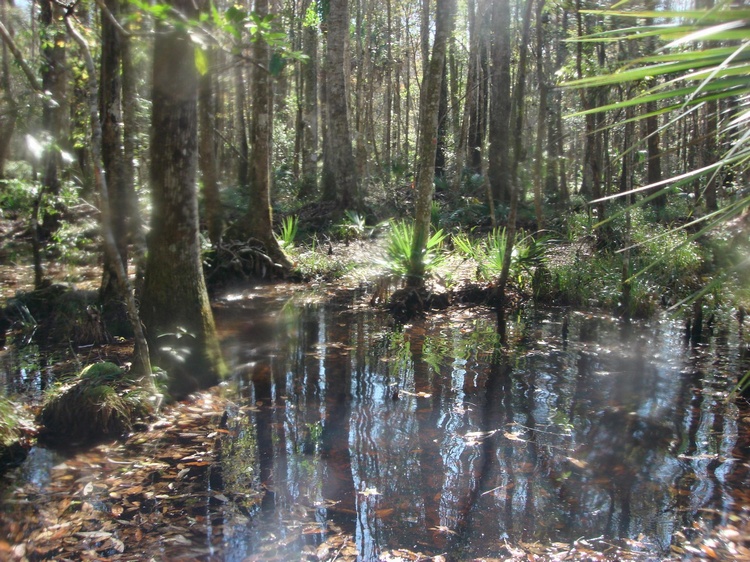 BufordSwamp