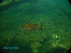 BufordFish