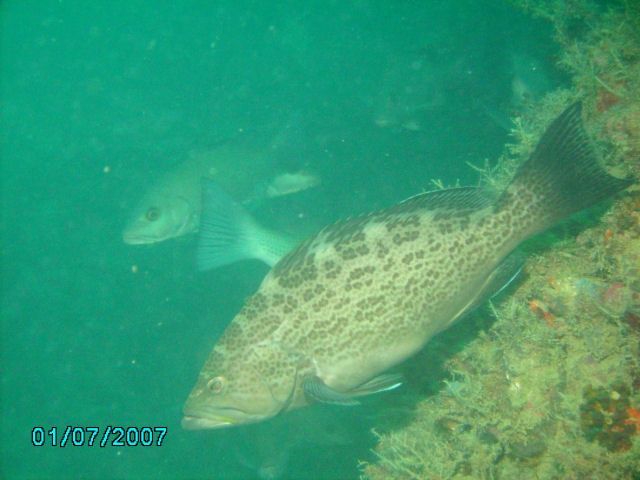 Grouper