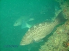 Grouper