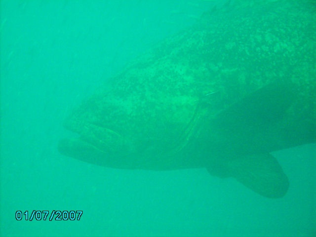 Grouper
