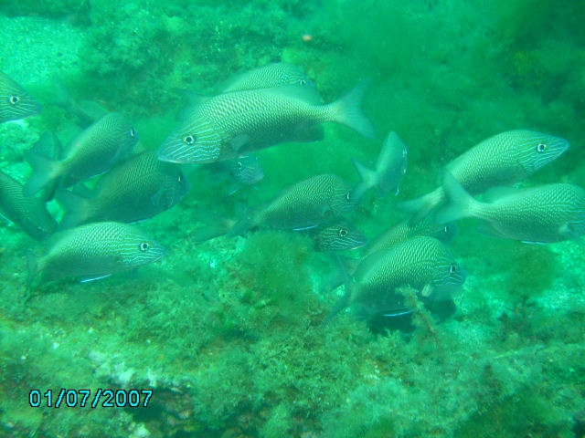 Fish