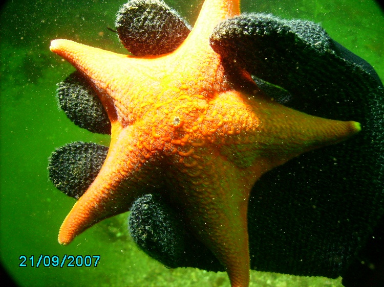 StarFish