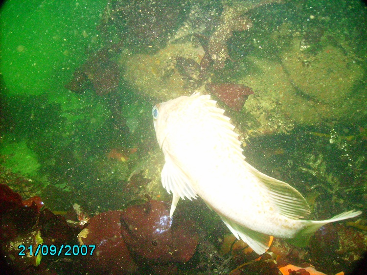 Fish
