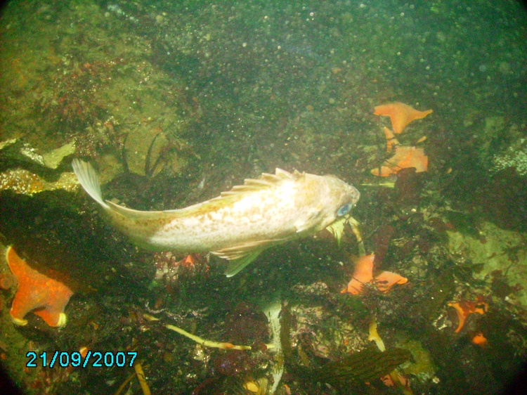 Fish