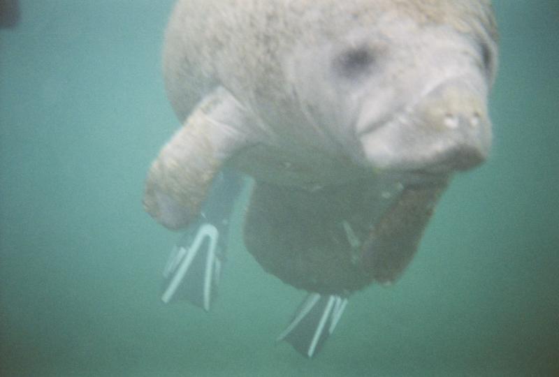 He put his fins on before getting in the water...