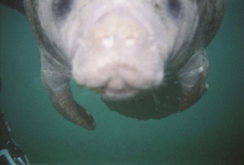 These things are so cool...its worth downgrading to a snorkel