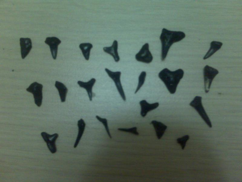 Shark Teeth 