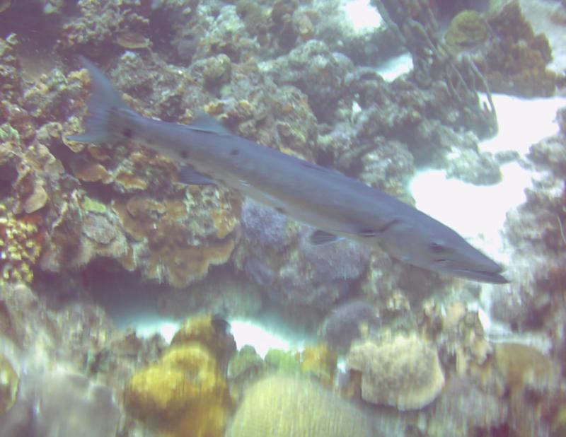 Bonaire ’cuda