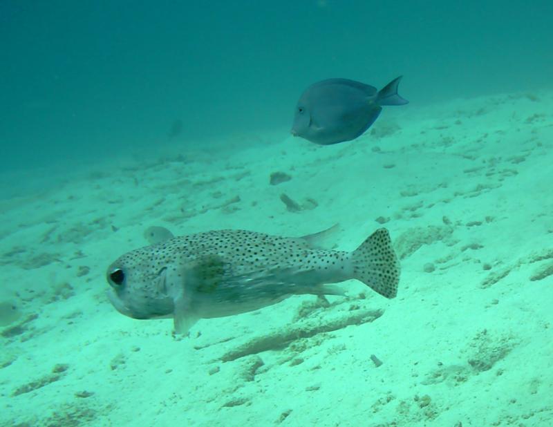 Bonaire puffer fish