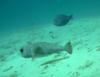 Bonaire puffer fish