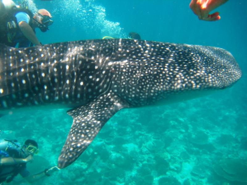 whaleshark