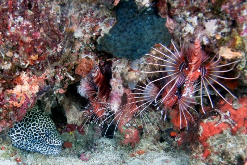 lionfish