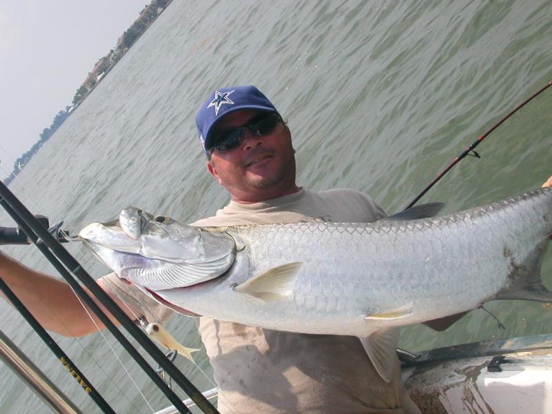 tarpon