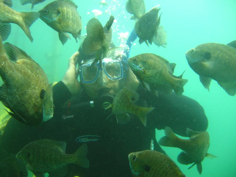 Piranha Gill Attack