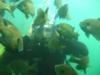 Piranha Gill Attack