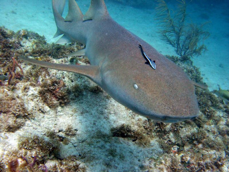 Nurse Shark at Aligator Reef Islamorada FL
