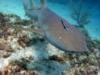 Nurse Shark at Aligator Reef Islamorada FL
