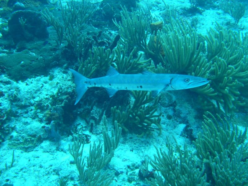 Baracuda Islamorada Fl Keys