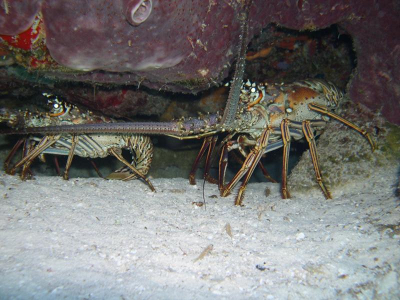 Lobsters in Cozumel