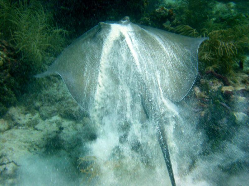 Stingray at Hens and Chickens reef near Islamorada 